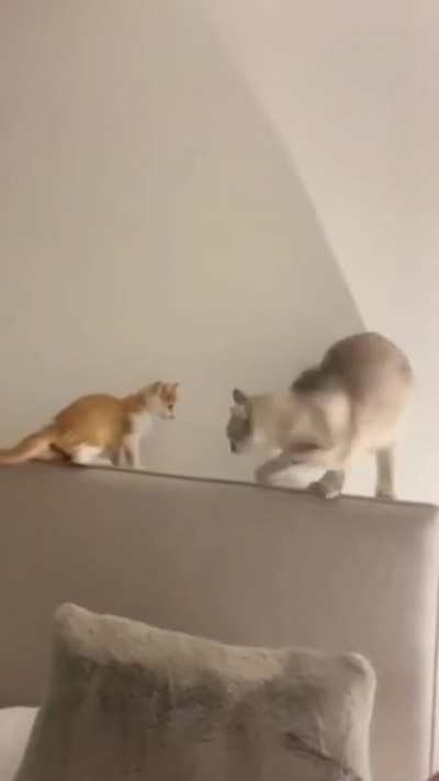 Котики