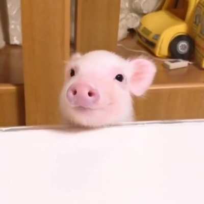 Pigtures