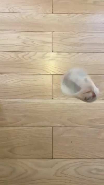 Why cats drop thing on the floor