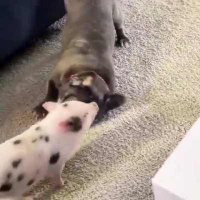 Petting the pig