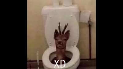 Xd