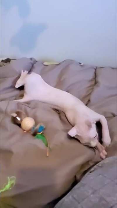 My baby elf Sphynx tried to jump from the second level of her cat tree...