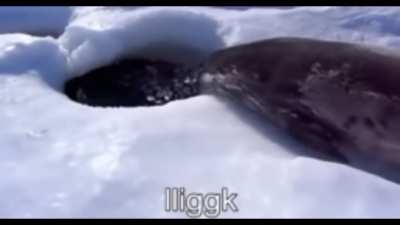 Seals are adorable