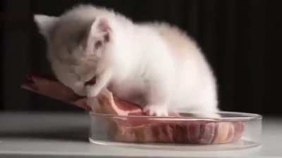 Kitty 