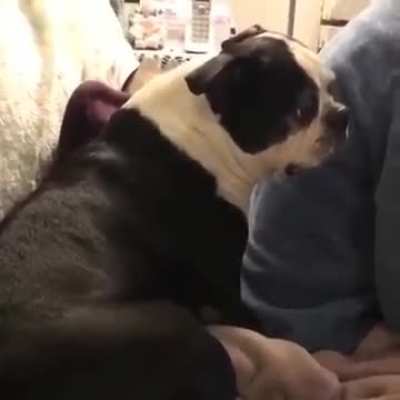 why did the dog screamed