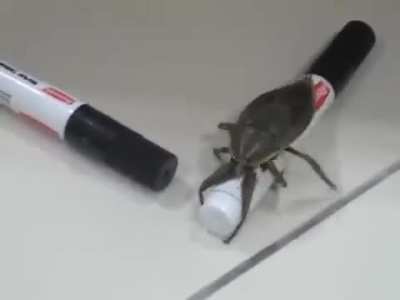 Large Insect