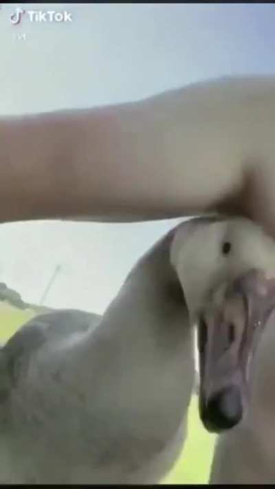 HONK HONK HONK