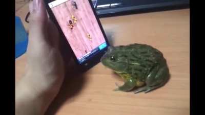 FROG.mp4