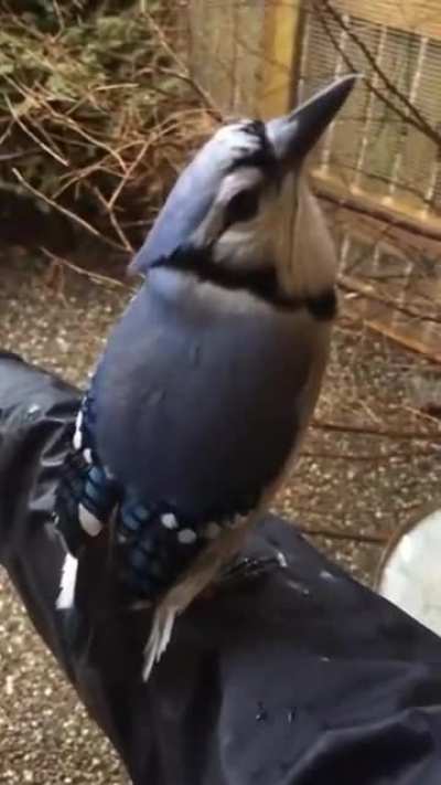 These are not the birbs you are looking for