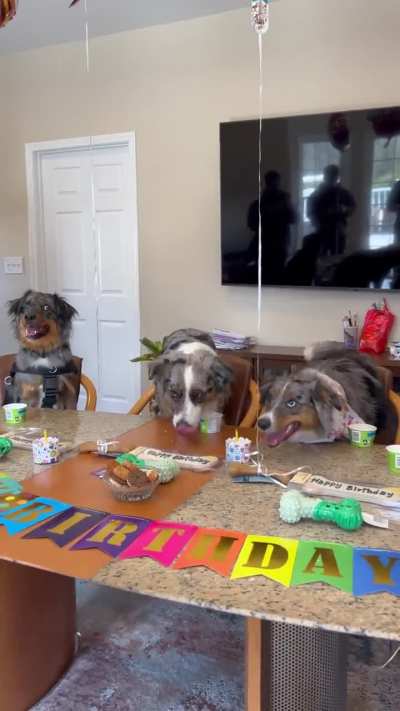 Follow up on my post about first birthday reunion with the litter! 