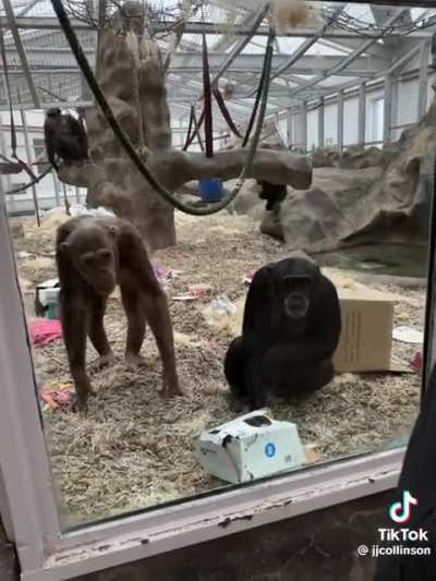 Our closest relatives shocked at man's prosthetic leg
