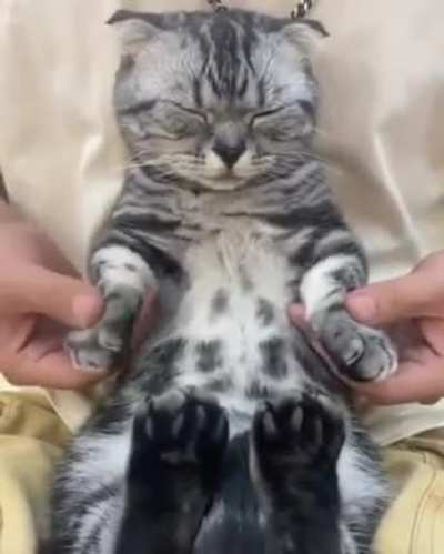 Cats got moves