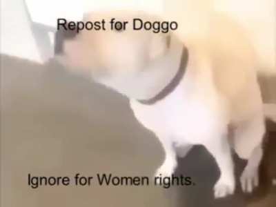 Cute doggo innit bru'v