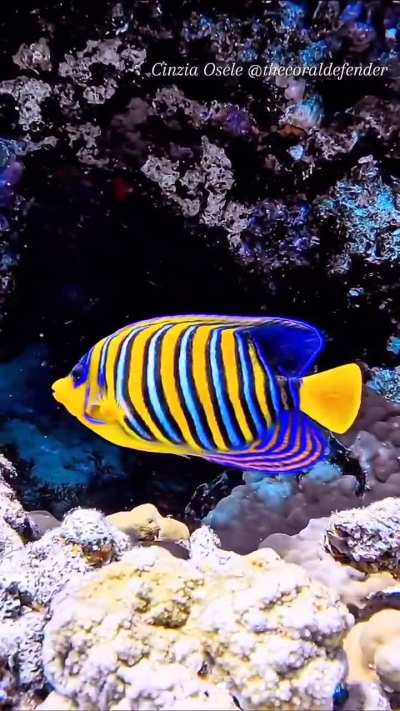 🔥The Regal Angelfish might be one of the most beautiful fish on Earth.