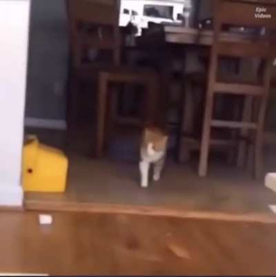 Two dogs fighting over the toy