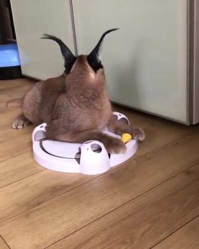 crazyfloppa_irl