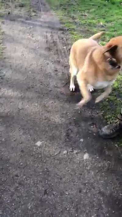 Every dog papi knows this stubborn kind of his baby 😌