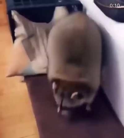 Chonky