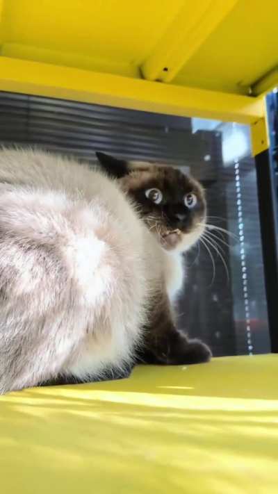 Never in my 9 lives....
