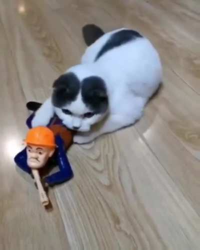 Tactical cat.