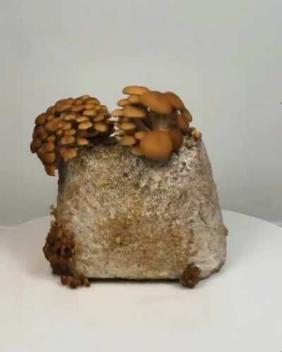 360 Slitscan Mushroom Timelapse