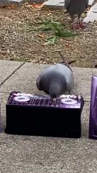 dj sona