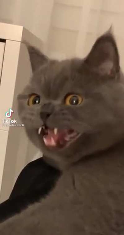 Is there an r/CatsWhoChirp ?