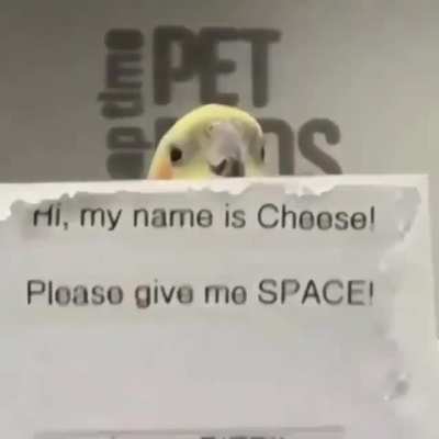 CheeseBirb