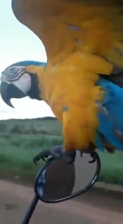 Exotic ride