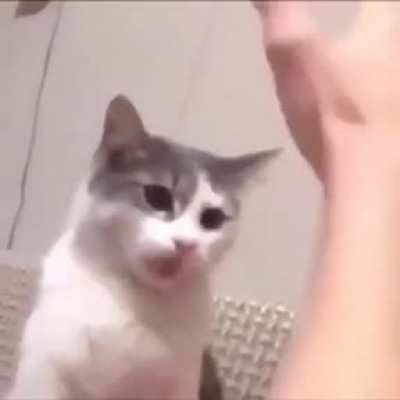 Gato truco