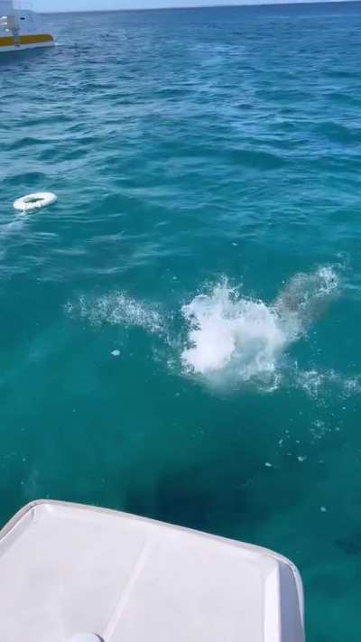 Dive in