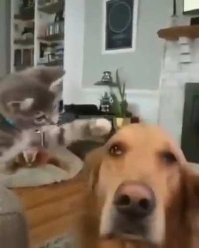 Pet the doggy