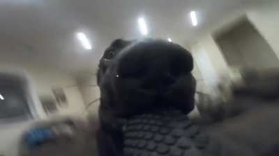 When dog grabs the Go pro