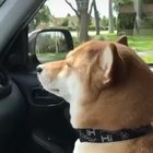 He just vibing