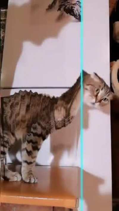 CATASAUROS...