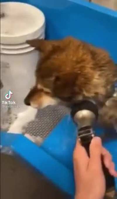 Oh but what it is like to have a shiba inu
