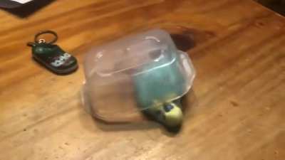 maybe maybe maybe