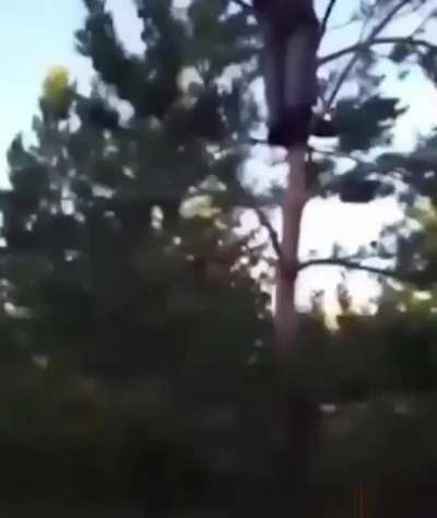 Not sure if doing this on top of a tree is the smartest idea
