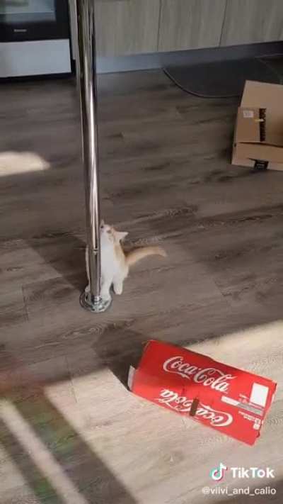 Kitty got some moves