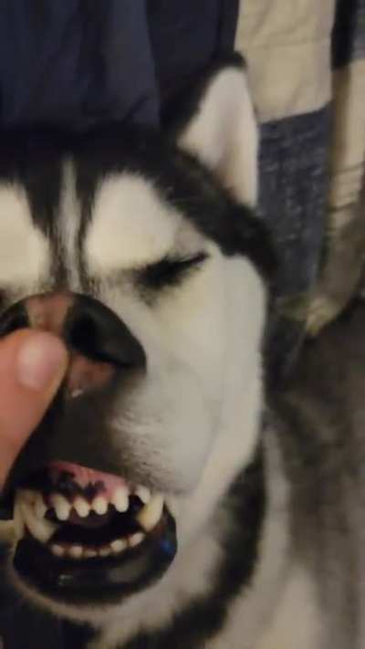 One of my favorite videos of Loki