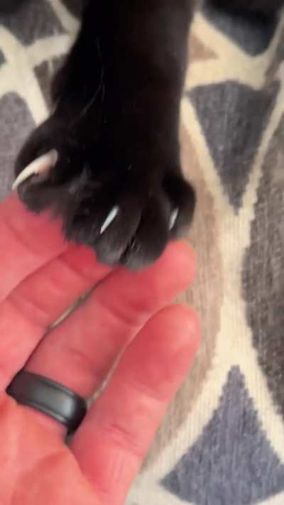 murdermittens