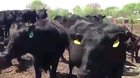 Vaca autotune fodase.