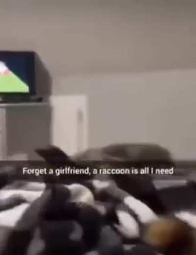 racoon.