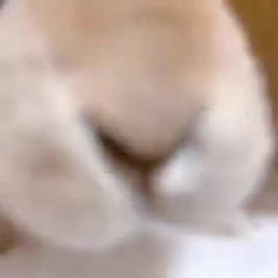bnuuy