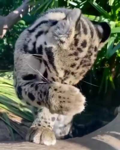 Котик