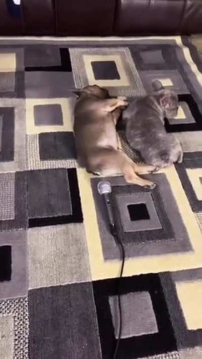 Turn On sound first I can’t stop laughing