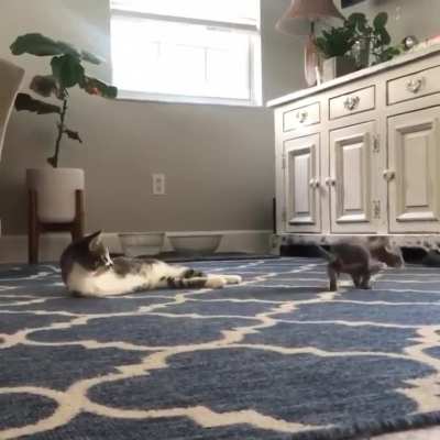 This kitty has no front paws, but plays with his new friend like nothing
