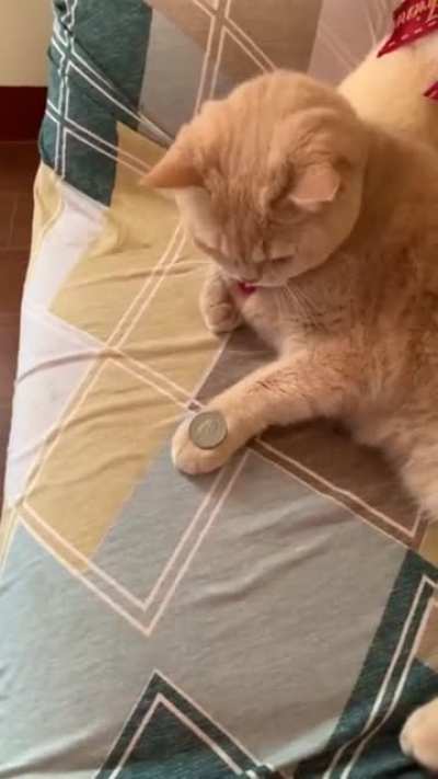 Yes kitty can