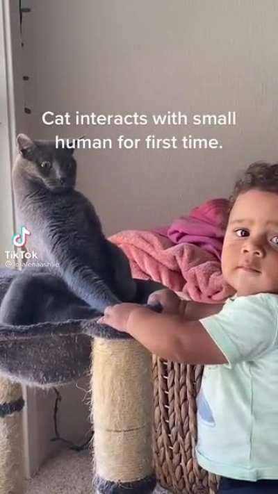 Flabbergasted cat