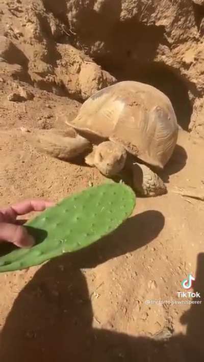 In case you haven't seen a tortoise today
